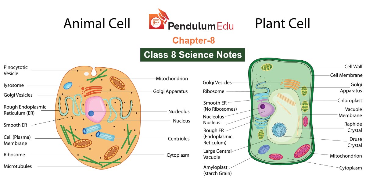 NCERT Class 8 Science Chapter 8 Notes