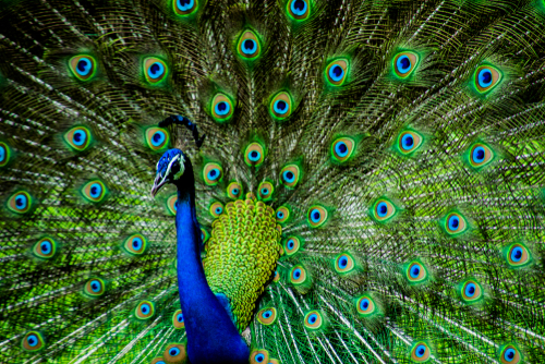 National Bird Peacock