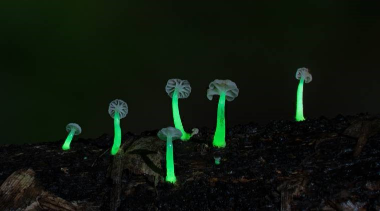 Meghalayas glowing mushrooms