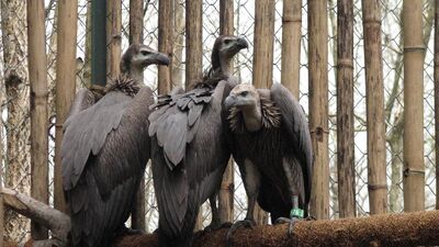 Vulture Conservation 2020-2025