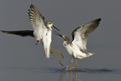 Coastline-Waders Bird Census