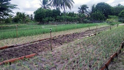 Greening and Restoration of Wasteland with Agroforestry