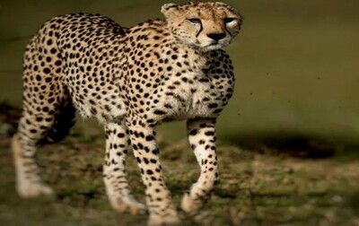 Cheetah introduction project at Kuno National Park