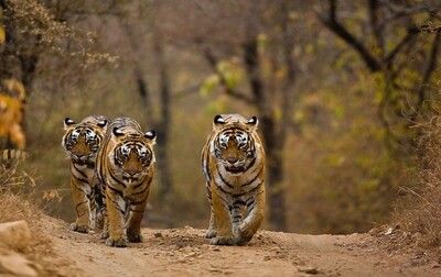 three tigers in Madhav National Park