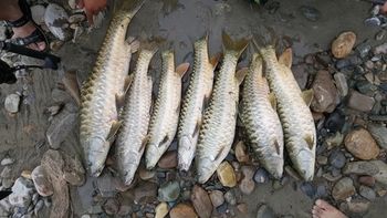 State Fish of Madhya Pradesh