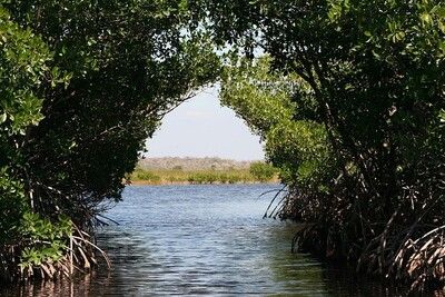Mangrove Ecosystem 2023