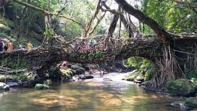 Meghalaya’s living root bridges