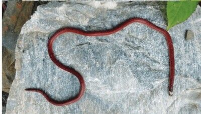 Black-bellied Coral snake
