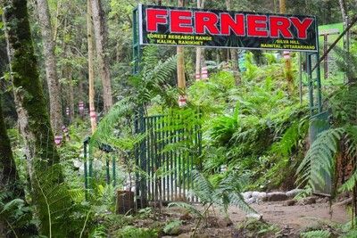 India’s largest open-air fernery