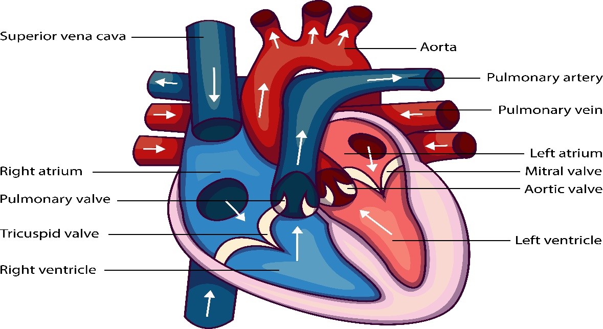How many chambers are present in a human heart?