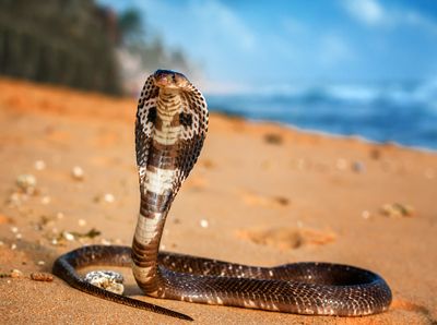 King Cobra sighted