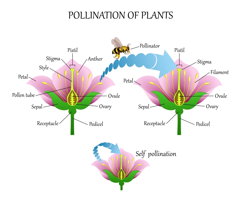 Cross pollination and Self pollination