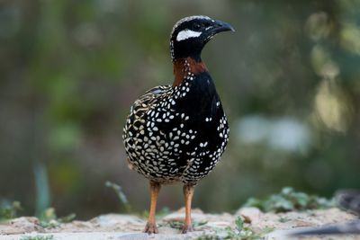 Haryana State Bird