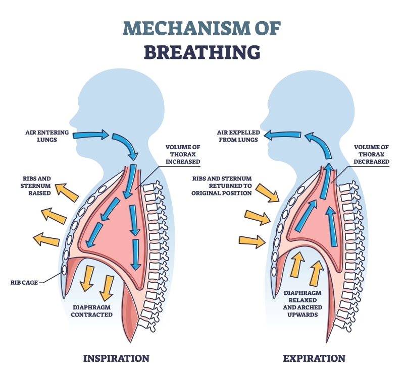 Mechanism of Breathing in Humans