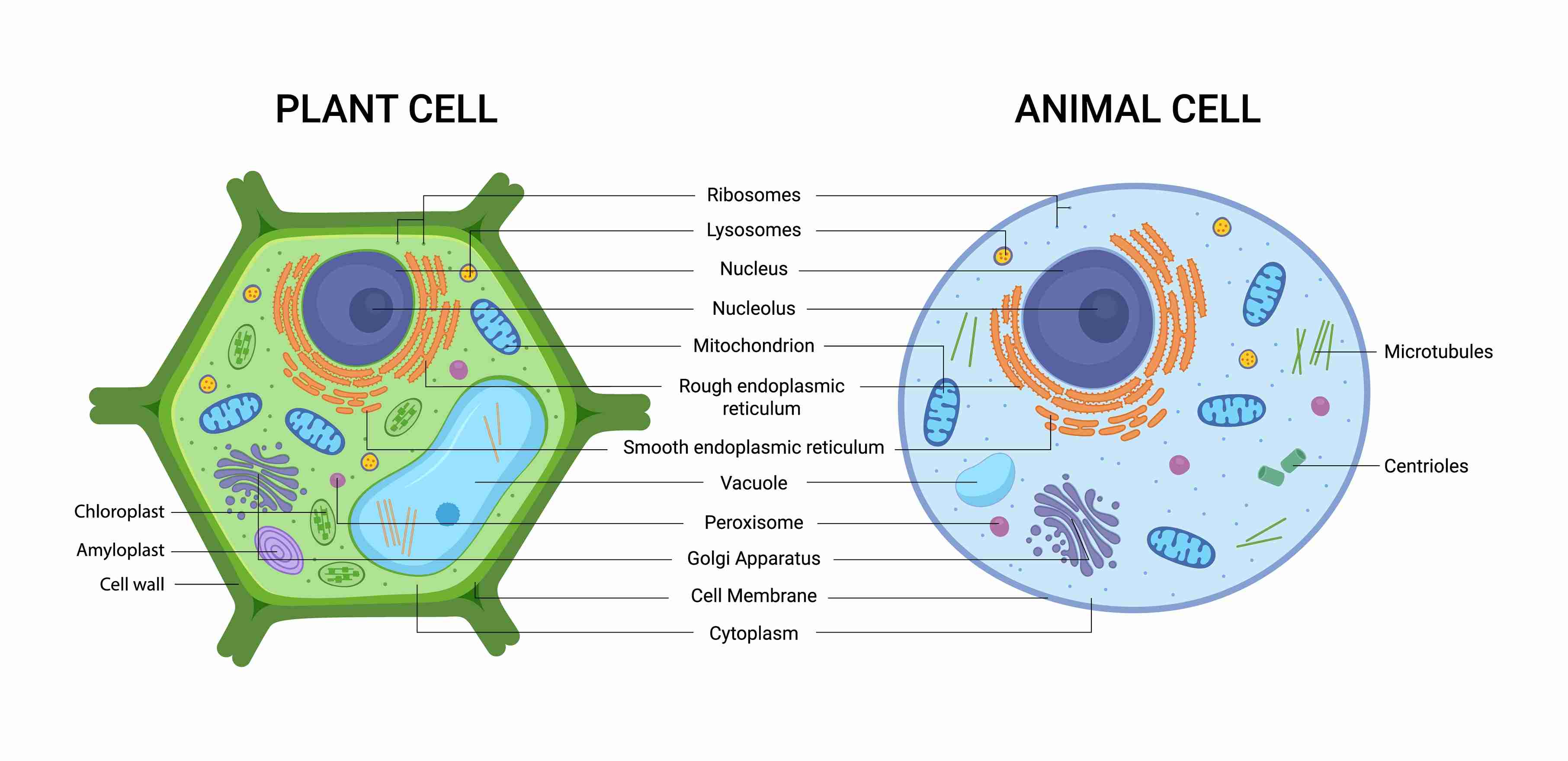 Chapter 7 Cell Structure And Function Answer Key TeresaSaaim