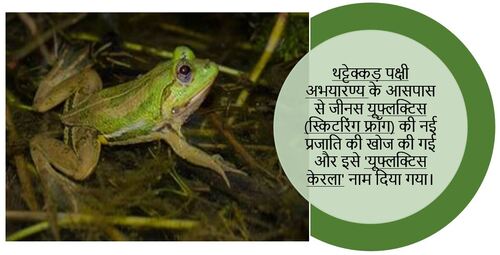 new species of skittering frog from surroundings of Thattekkad bird sanctuary