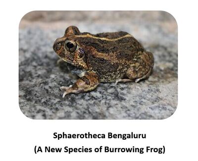 species of burrowing frog named after bengaluru