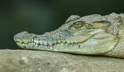 Odisha have all three species of Crocodile